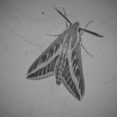 Chelsea Wolfe - Erde (Tripped up remix)