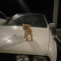 CUPSIZE - я люблю котят