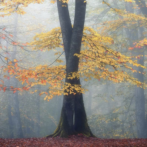 smokedust