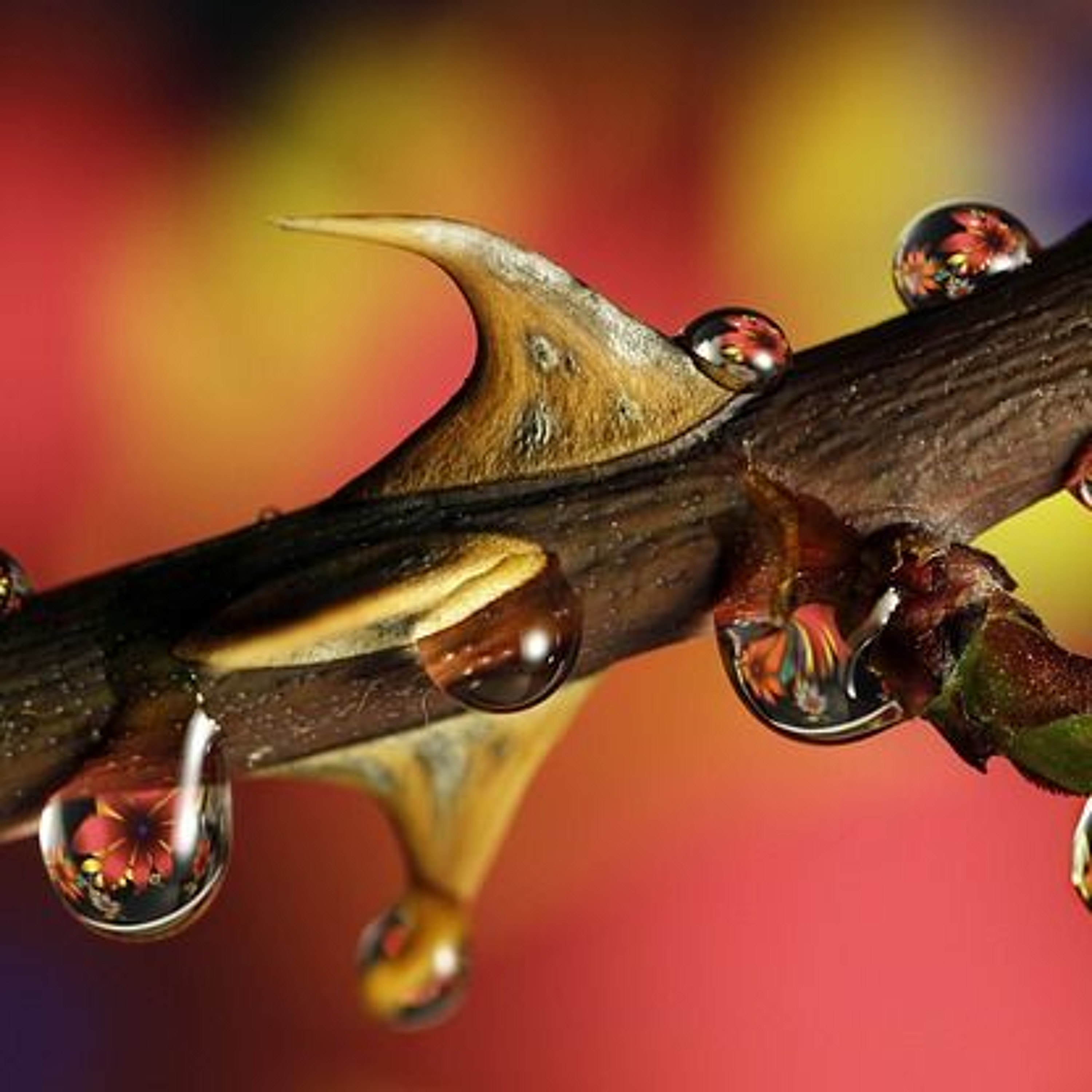 Art~Whimsically Yours