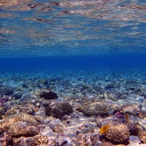 -p)),Tik audio background DOWNLOAD