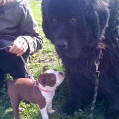 goyrds slaughter @40kys