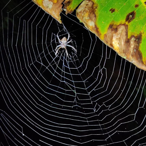 Dipped into the void