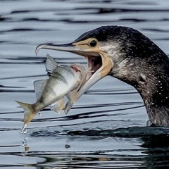 Kormoran