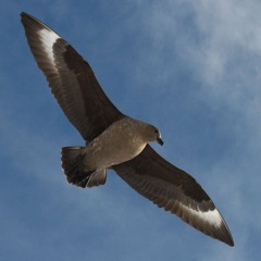 38. Estaca de Bares, sydpolslabbar och coola ärtsångare