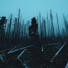 Forest In My Head