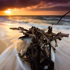 Driftwood