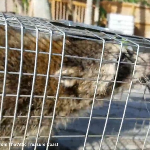 Stream episode AAAC Wildlife Removal Treasure Coast - Removing A