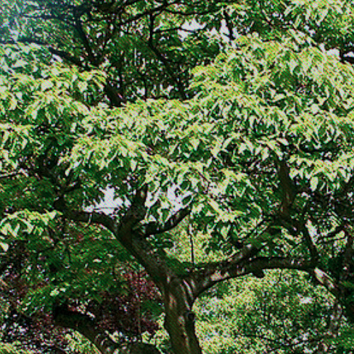 paulownia leaf-naviarhaiku583