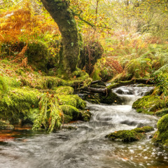 Woodland stream.