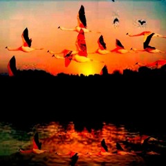 Rhodesian Breeze - 'The Call Of The Flamingo'