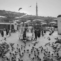 يا حمام اهل المدينة | محمد عبده