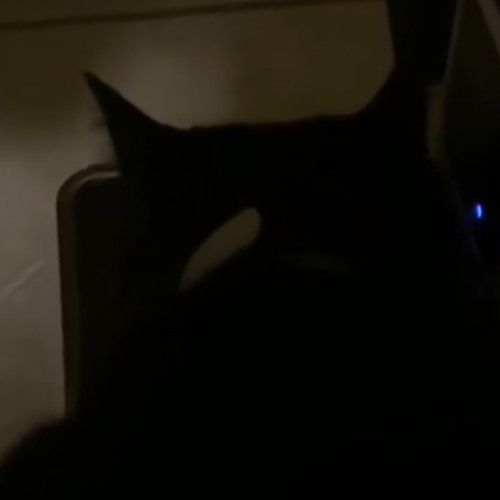 Sparta Toothless Crunching Cat Food Base