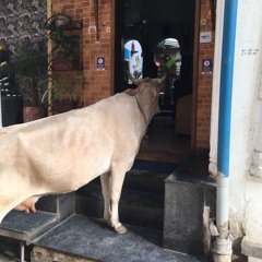 Bumbling Loons - Loonacy