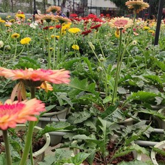 🌹🌻🌼