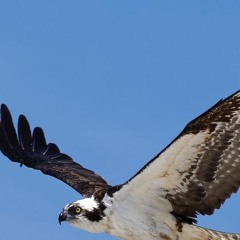 Choppa Hardrock Boosted