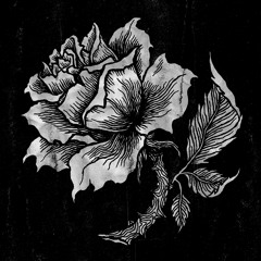 Organica001 | Black Tulip / Splinters