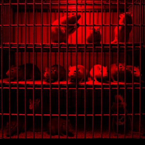 Back of A Crow