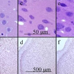 range (prod. whitexanny)