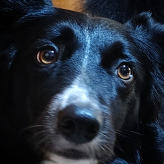 ROLL OVER BEETHOVEN by Fer & The Fernettes