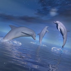 Sonar Echoes