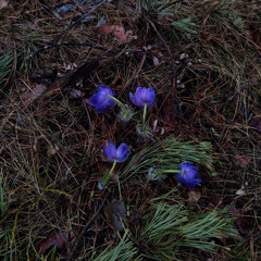 Night Flicker - Путник Страданий + Speed