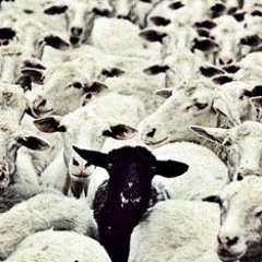 Trustnobody_t-Black Sheep
