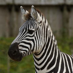 2 trick pony