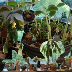 rejoice in the small - i plant my food seeds in the window