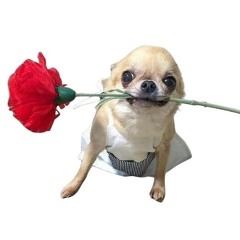 like that {rosez}