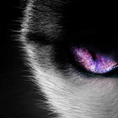 Vous Êtes Des Animaux [FREE DL]