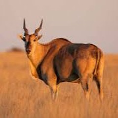 Antílope Eland