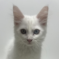 Summer Soul -Baby Cat (LONELEE VERSE)