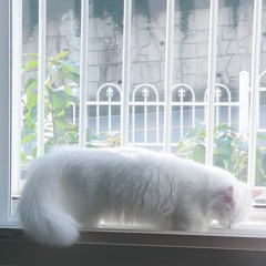 차우(Chawoo) - Honey (cover)