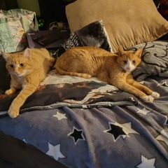 erol2017/O.f.B.s.  UNCUT25 - Athomeproduction