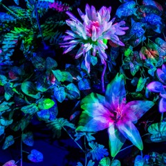 Blooming Fluorescence - Live recording