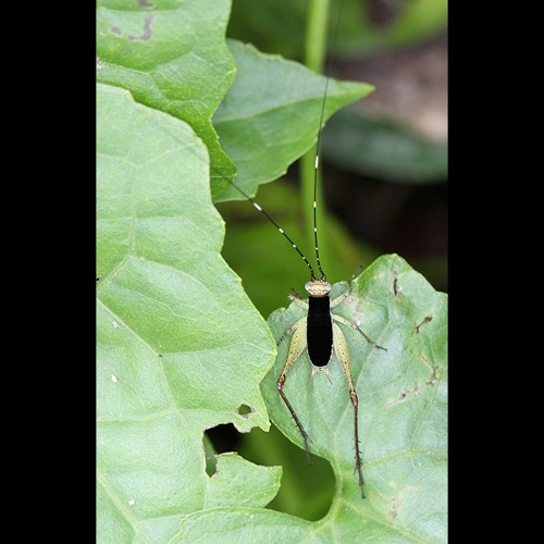 HK_Calm-&-Steady_tracks_344