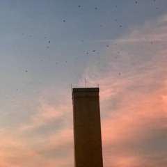 New Hope for Chimney Swift Conservation