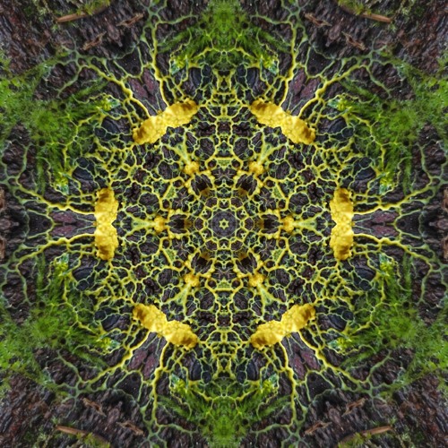 Mystical Aztec Forest Sets