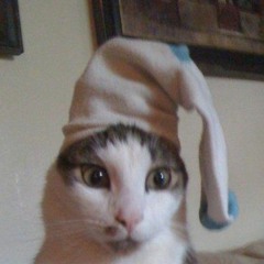DUMBCAT [CLIP]