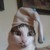 Artwork for DUMBCAT [CLIP]