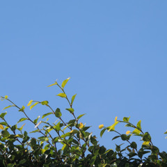 avioneta