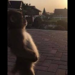 Luh twin (s,w,i,s,s)