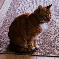Hobbes @cryptorapcalls