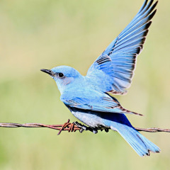 🐦 BLUE BIRDZ 🐦