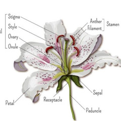 ovulation