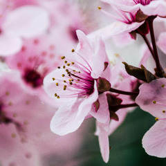 Cherry Bloosom