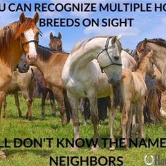 its horse girl summer 2016, you try donkey dust only to wake up in the back of a police van at 5am