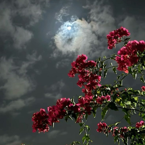 سورة الصافات كاملة الشيخ عمرو الشرقاوي رمضان 1446 ||| 2025