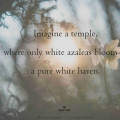 A Pure White Haven (naviarhaiku551)